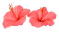 Two pink hibiscus flowers isolated on white background Royalty Free Stock Photo