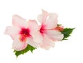 Two pink hibiscus flowers with leaves Royalty Free Stock Photo