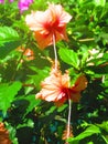 Two pink hibiscus flowers Royalty Free Stock Photo