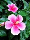 Two pink hibiscus flowers Royalty Free Stock Photo