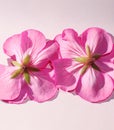 two pink hibiscus flowers upside down in center on a light background, space for text Royalty Free Stock Photo