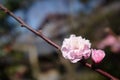 Two Pink Japanese Plum Blossoms Royalty Free Stock Photo