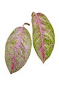 Two pink leaves Aglaonema lady valentin isolated on white background with clipping path