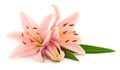 Two pink lilies Royalty Free Stock Photo