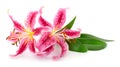 Two pink lilies Royalty Free Stock Photo