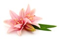 Two pink lilies Royalty Free Stock Photo