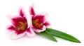 Two pink lilies Royalty Free Stock Photo