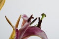 Two pink lilies isolated on a white background Royalty Free Stock Photo