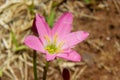 Two pink lilies isolated on a white background. Zephyranthes carinata Royalty Free Stock Photo