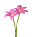 Two pink lilies isolated on a white background. Zephyranthes carinata