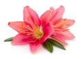 Two pink lilies Royalty Free Stock Photo