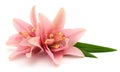 Two pink lilies Royalty Free Stock Photo