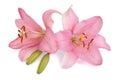 Two pink lily flower with a bud isolated Royalty Free Stock Photo