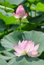 Two pink lotus flower on a background of green leaves Royalty Free Stock Photo