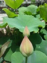 the two pink lotus flower buds that appear between the wide and green leaves are also very fresh Royalty Free Stock Photo