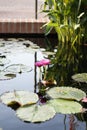 Two Pink Lotus Flowers Growing in the Middle of a Pond in the Garden Surrounded by Lily Pads Royalty Free Stock Photo