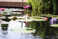 Two Pink Lotus Flowers Growing in the Middle of a Pond in the Garden Surrounded by Lily Pads Royalty Free Stock Photo