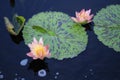 Two Pink Lotus Flowers Growing in the Middle of a Pond in the Garden Surrounded by Lily Pads Royalty Free Stock Photo