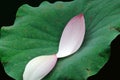 Two pink lotus petals Royalty Free Stock Photo