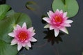 Pink twin lotus in a pond with green leaves underneath