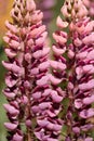 Two pink lupine