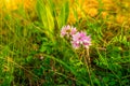 Two pink meadow flowers in green grass, meadow plants close-up Royalty Free Stock Photo