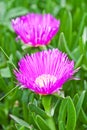 Two pink mesembryanthemum daisy flowers Royalty Free Stock Photo