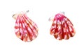 Two pink mother of pearl shell scallop