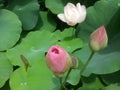 two pink and one white lotus flower buds that are in bloom that appear between the broad and green leaves are also very fresh Royalty Free Stock Photo