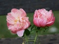 Two Pink Peonies in a Glass Jar Royalty Free Stock Photo