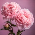 Two pink peony flowers and one bud. Dark background. Flowering flowers, a symbol of spring, new life Royalty Free Stock Photo