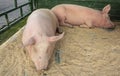 Two pink pigs sleep on straw Royalty Free Stock Photo