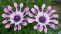 Two Pink Purple African Daisies growing together Royalty Free Stock Photo