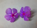 Two pink purple Catharanthus roseus ; known as sadafuli/ Sadabahar flowers