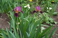 Two pink and purple flowers of bearded irises in May Royalty Free Stock Photo