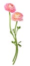 Two pink ranunculus flowers