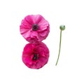 Two pink ranunculus flowers Royalty Free Stock Photo