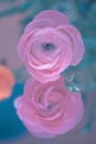 Two Pink Ranonkels / Ranunculus / Flowers / Bloemen / Persian Buttercup Royalty Free Stock Photo