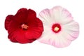 Two pink and red hibiscus flowers isolated on white background Royalty Free Stock Photo