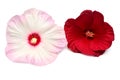 Two pink and red hibiscus flowers isolated on white background Royalty Free Stock Photo