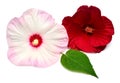 Two pink and red hibiscus flowers with leaf isolated on white Royalty Free Stock Photo