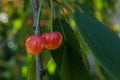 Two pink ripe cherries on a branch among the green leaves Royalty Free Stock Photo