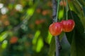 Two pink ripe cherries on a branch among the green leaves Royalty Free Stock Photo