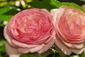 Two pink rose flower very close up Royalty Free Stock Photo