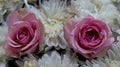 Two Pink rose flowers