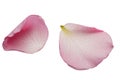 Two Pink Rose Petals Isolated on White Background Royalty Free Stock Photo