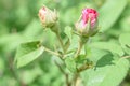 Two Pink Rosebuds Getting Ready to Open