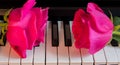 Two pink roses on black and white piano keys. Flowers on a musical instrument. Greeting card. International women`s day, mother` Royalty Free Stock Photo