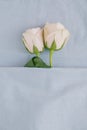 Two pink roses on blue bed sheets close together Royalty Free Stock Photo