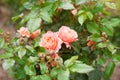 Two pink roses on the bush Royalty Free Stock Photo